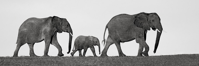 Elephant parents with a baby elephant walking in svanna.